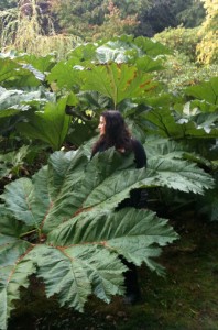 Dominique Lacloche - view into Gunnera Manicata plant