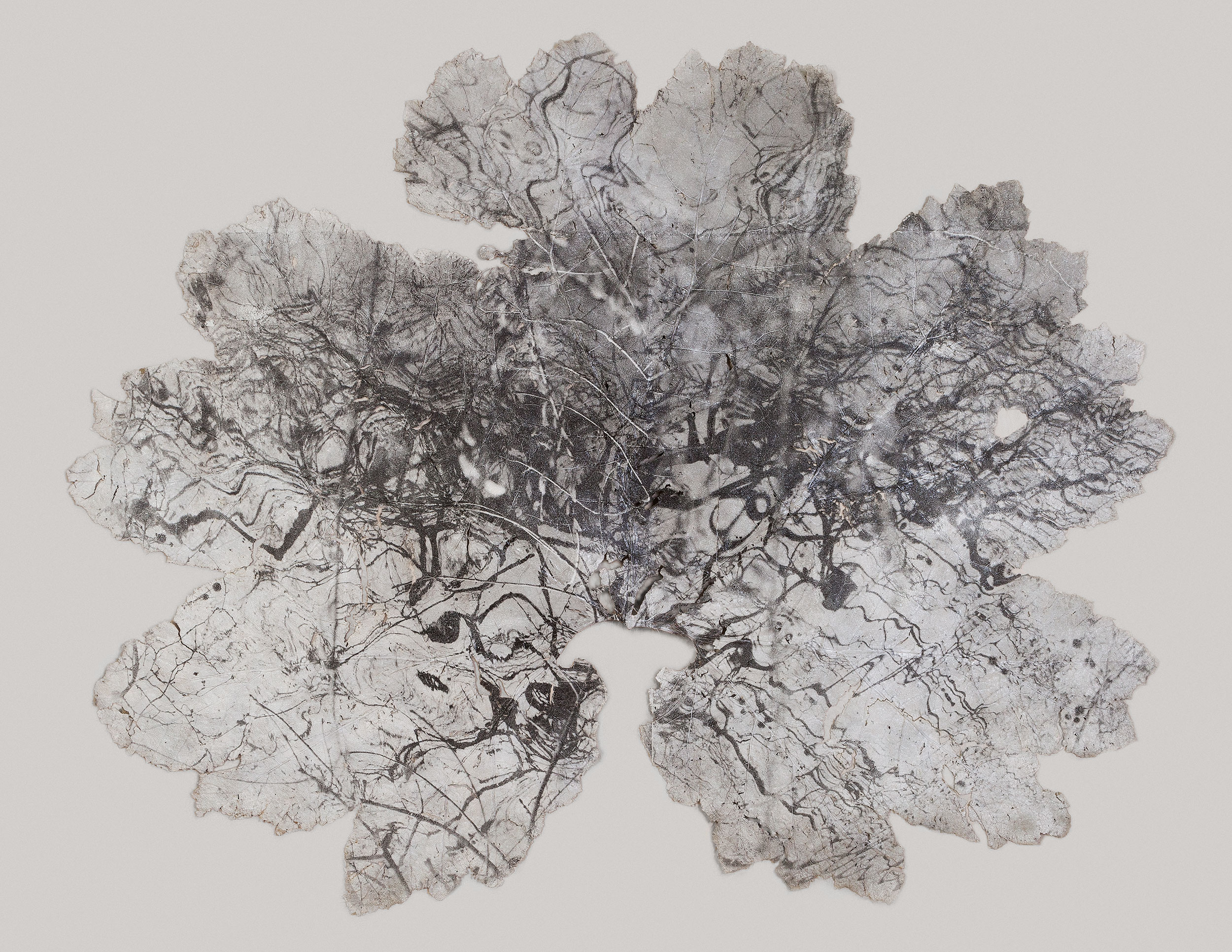 Silver gelatin print on Gunnera Manicata leaf - Untitled - 220cm x 200cm - Dominique Lacloche
