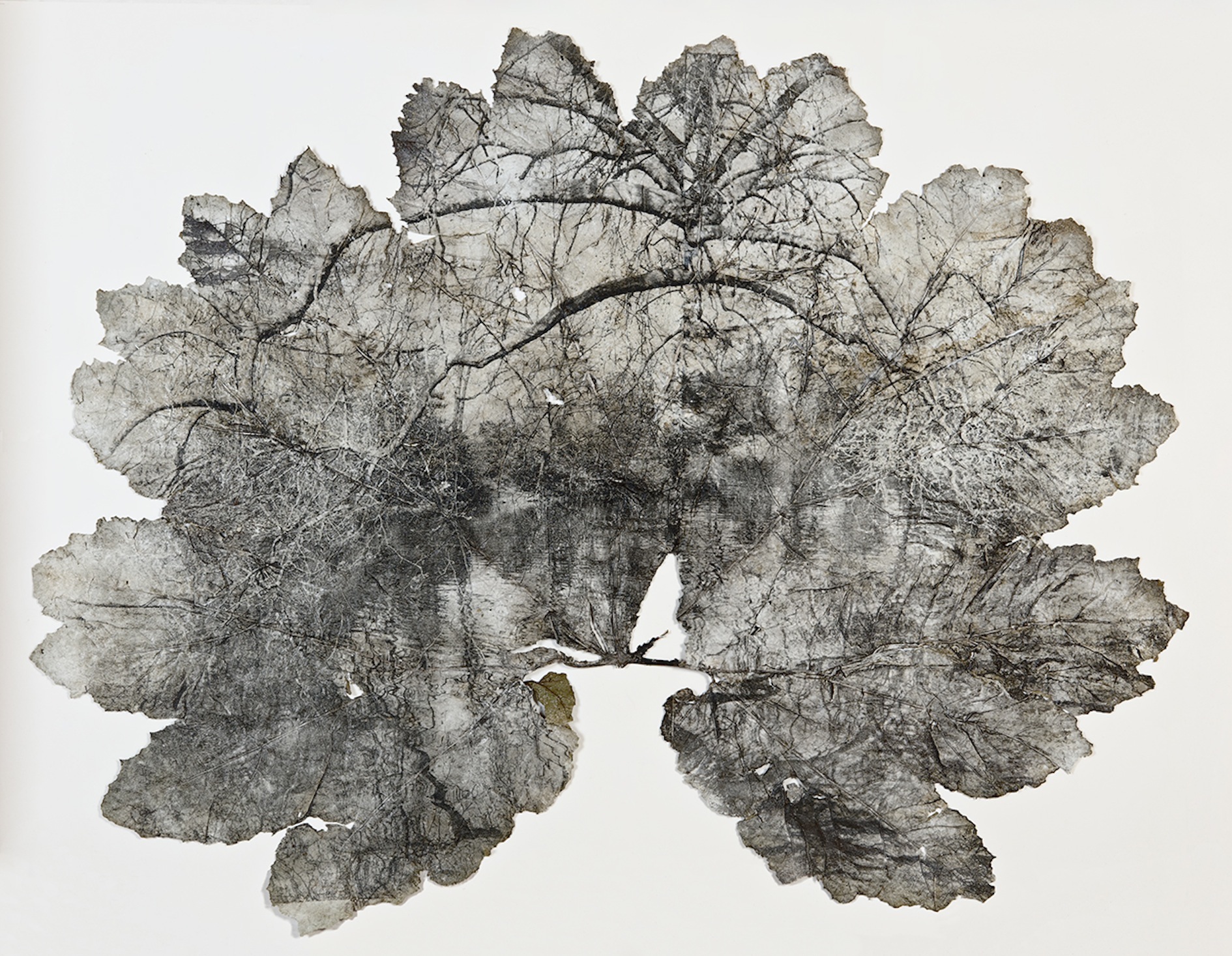 Untitled - 160cm x 120cm - Silver gelatin print on Gunnera Manicata leaf