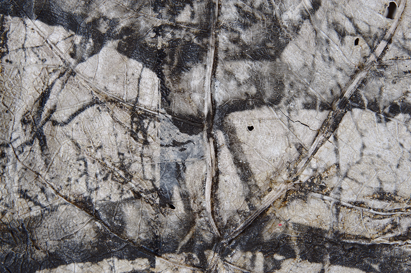 Silver gelatin print on Gunnera Manicata leaf - Detail - Dominique Lacloche