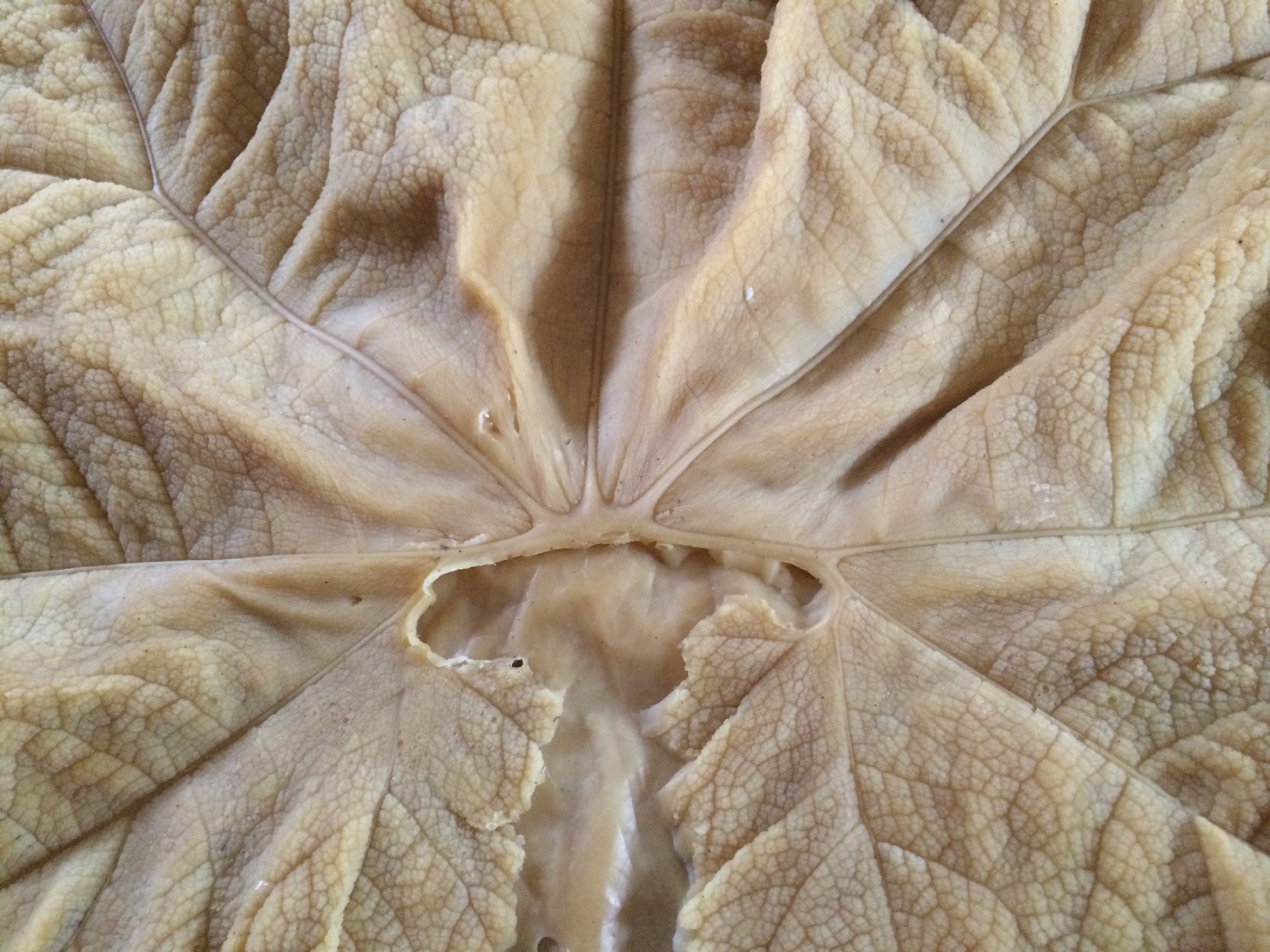 Detail wax molding of Gunnera Manicata leaves