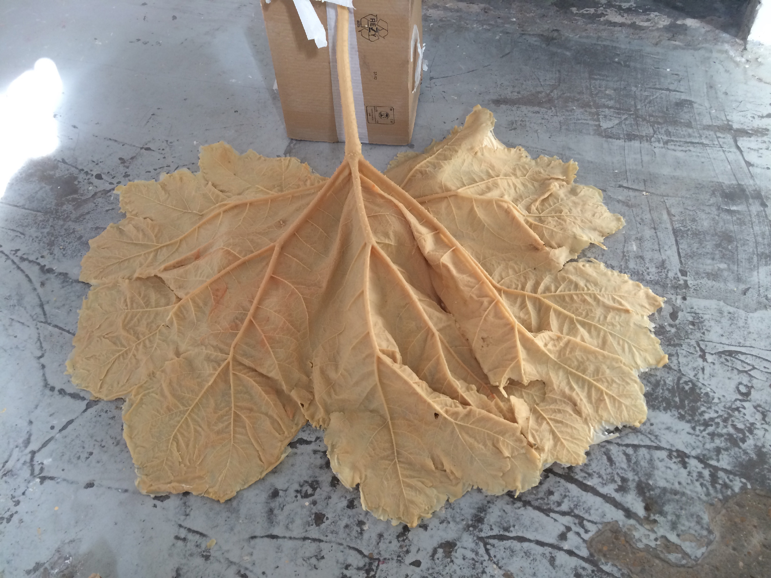 Wax cast of Gunnera leaf 150cm x 130cm