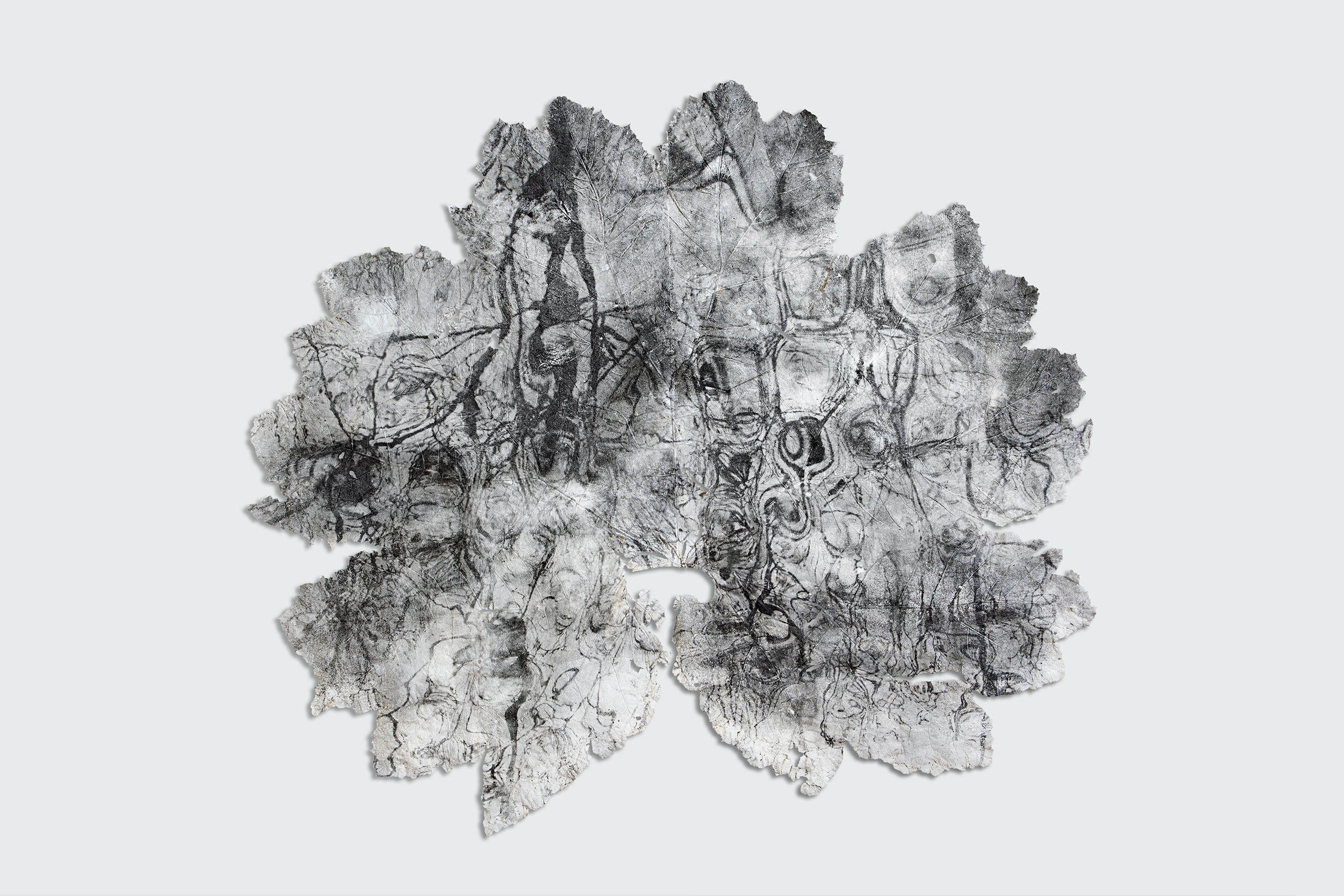 Silver gelatin print on Gunneraa Manicat leaf - Dominique Lacloche
