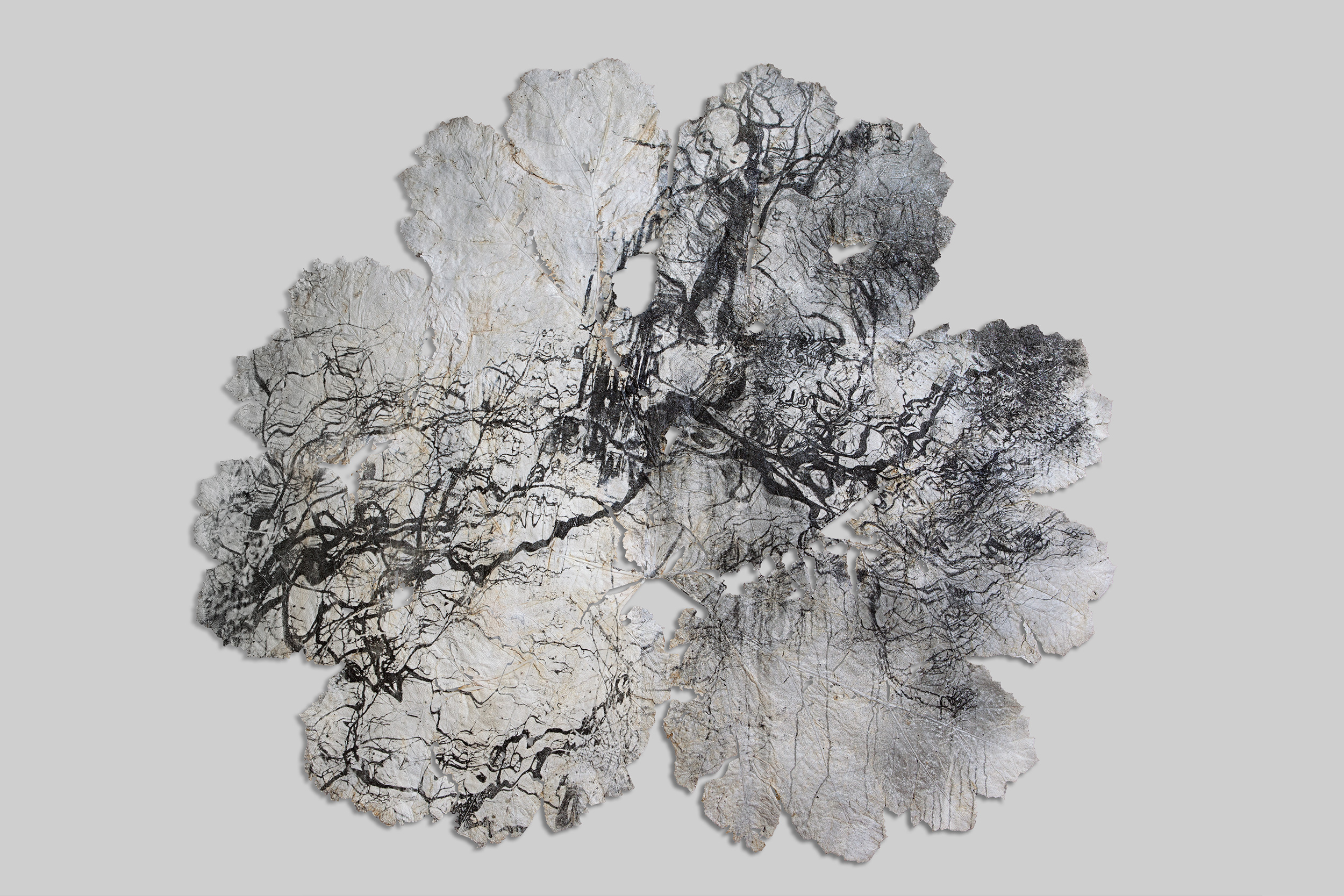 Silver gelatin print on Gunnera Manicata leaf - Dominique Lacloche