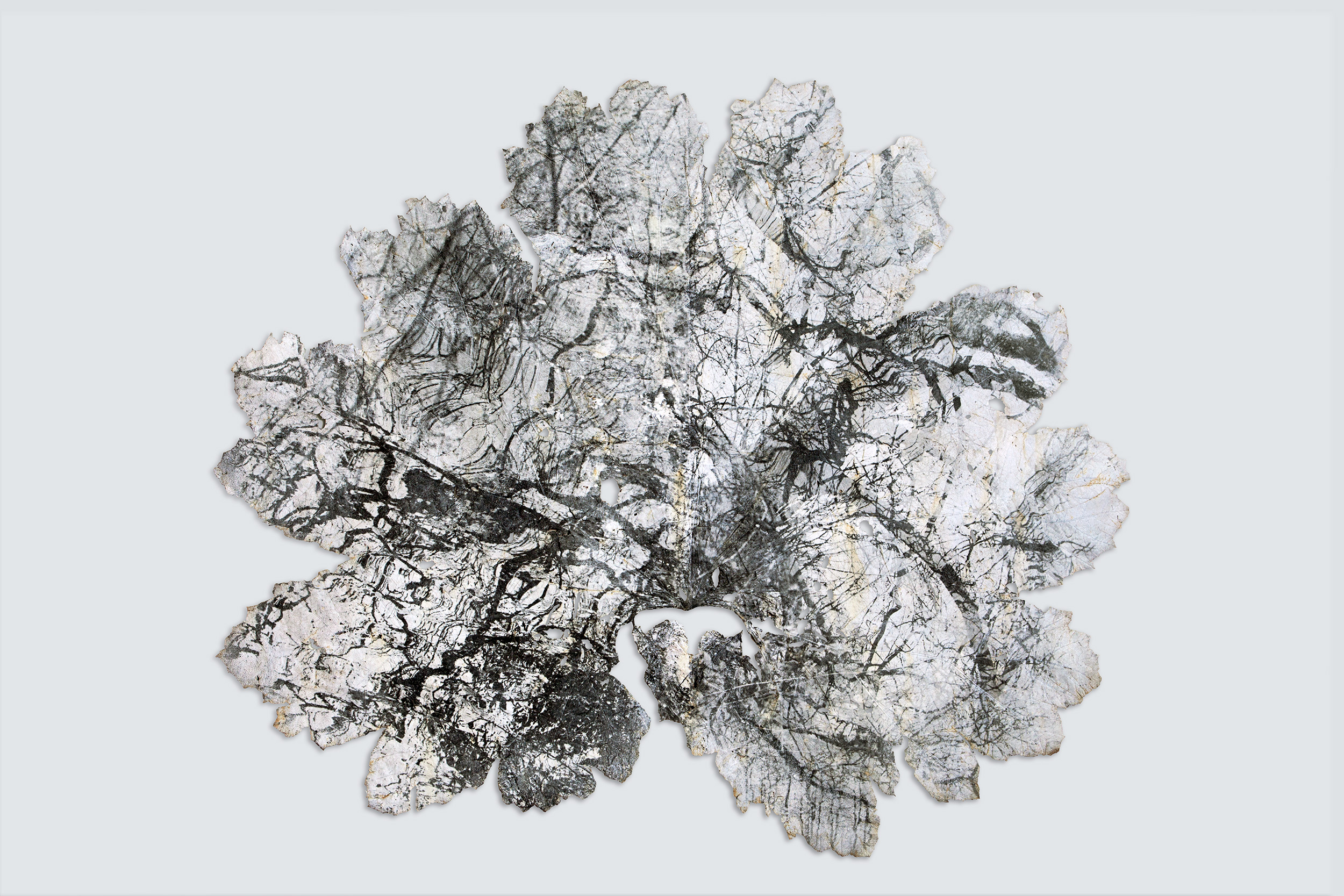 Silver gelatin print on Gunnera Manicata leaf - 240 cm x 210 cm - Dominique Lacloche